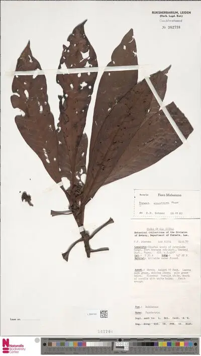 Psychotria reticulatissima S.Moore — تصویر رکورد یوروپیانا