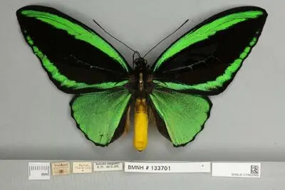 Ornithoptera priamus poseidon Doubleday, 1847 — تصویر رکورد یوروپیانا
