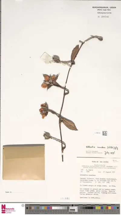 Hibbertia scandens (Willd.) Gilg — تصویر رکورد یوروپیانا