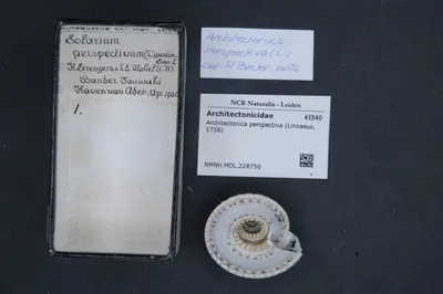 Architectonica perspectiva (Linnaeus, 1758) — تصویر رکورد یوروپیانا