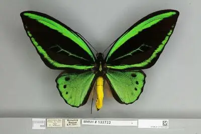 Ornithoptera priamus poseidon Doubleday, 1847 — تصویر رکورد یوروپیانا