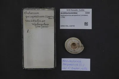 Architectonica perspectiva (Linnaeus, 1758) — تصویر رکورد یوروپیانا