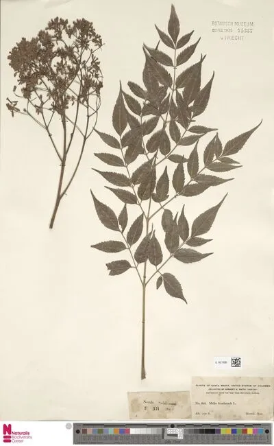 Melia azedarach L. — تصویر رکورد یوروپیانا