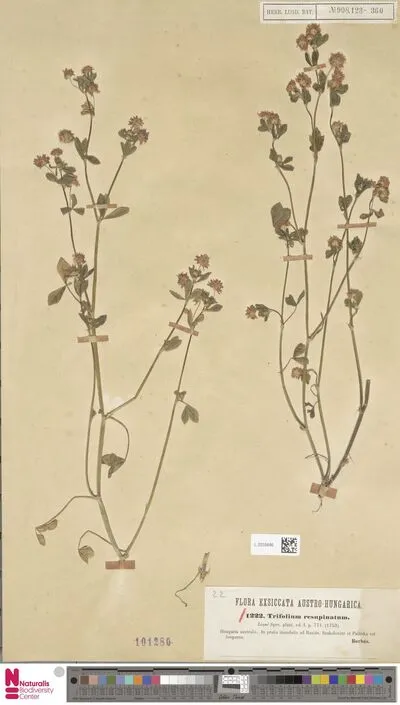 Trifolium resupinatum L. — تصویر رکورد یوروپیانا