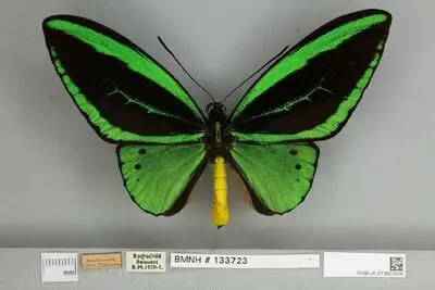 Ornithoptera priamus poseidon Doubleday, 1847 — تصویر رکورد یوروپیانا