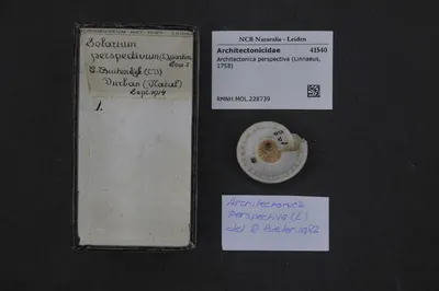 Architectonica perspectiva (Linnaeus, 1758) — تصویر رکورد یوروپیانا