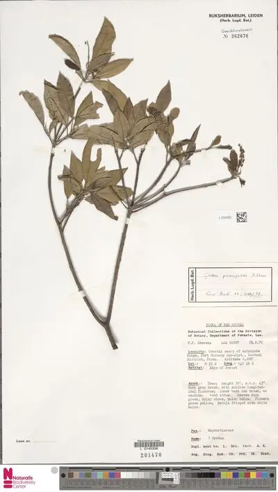 Croton prunifolius Airy Shaw — تصویر رکورد یوروپیانا