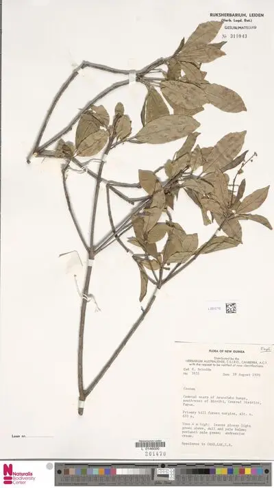 Croton — تصویر رکورد یوروپیانا