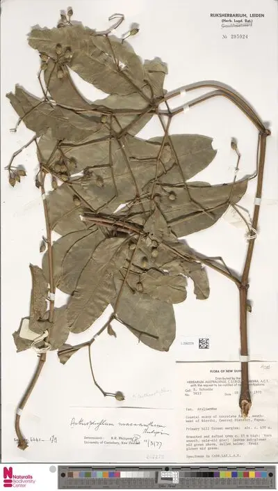 Arthrophyllum macranthum Philipson — تصویر رکورد یوروپیانا
