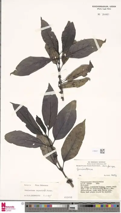 Geniostoma rupestre J.R.Forst. & G.Forst. — تصویر رکورد یوروپیانا