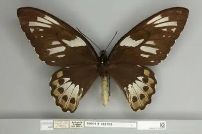 Ornithoptera priamus poseidon Doubleday, 1847 — تصویر رکورد یوروپیانا