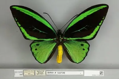 Ornithoptera priamus poseidon Doubleday, 1847 — تصویر رکورد یوروپیانا