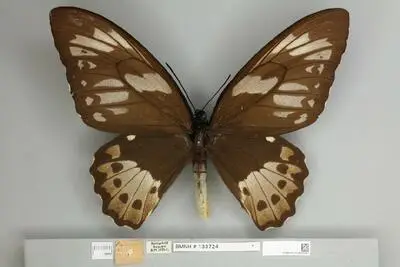 Ornithoptera priamus poseidon Doubleday, 1847 — تصویر رکورد یوروپیانا