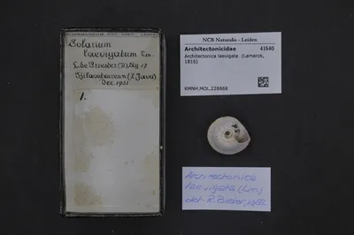 Architectonica laevigata (Lamarck, 1816) — تصویر رکورد یوروپیانا