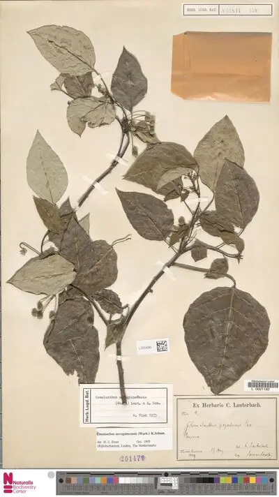 Homalanthus novoguineensis (Warb.) K.Schum. — تصویر رکورد یوروپیانا