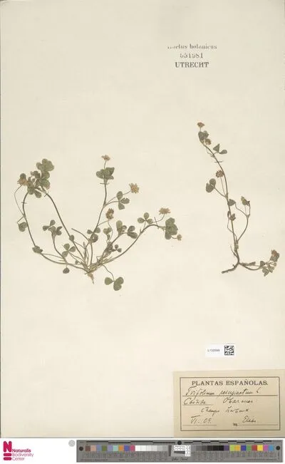 Trifolium resupinatum L. — تصویر رکورد یوروپیانا