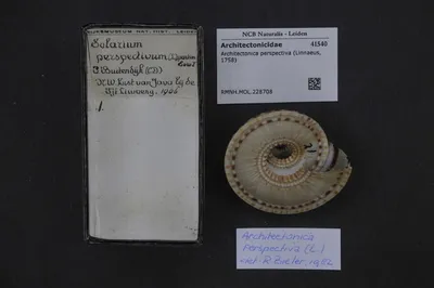 Architectonica perspectiva (Linnaeus, 1758) — تصویر رکورد یوروپیانا