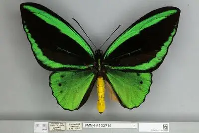 Ornithoptera priamus poseidon Doubleday, 1847 — تصویر رکورد یوروپیانا