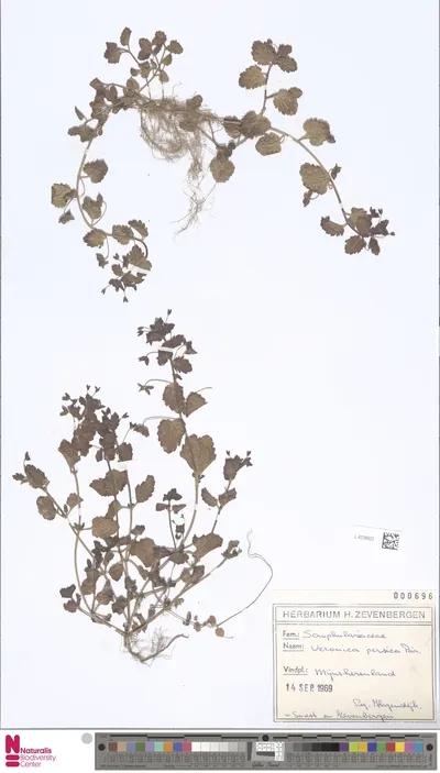 Veronica persica Poir. — تصویر رکورد یوروپیانا