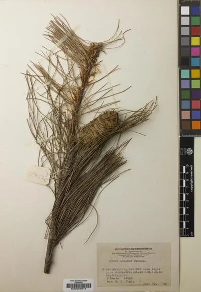 Pinus L. — تصویر رکورد یوروپیانا