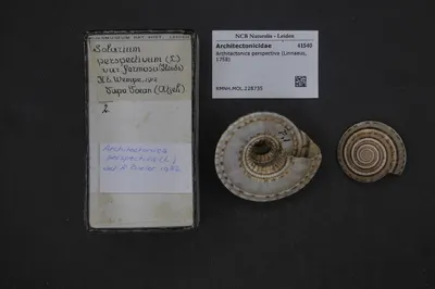 Architectonica perspectiva (Linnaeus, 1758) — تصویر رکورد یوروپیانا