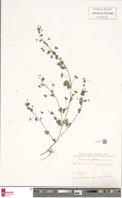 Veronica persica Poir. — تصویر رکورد یوروپیانا