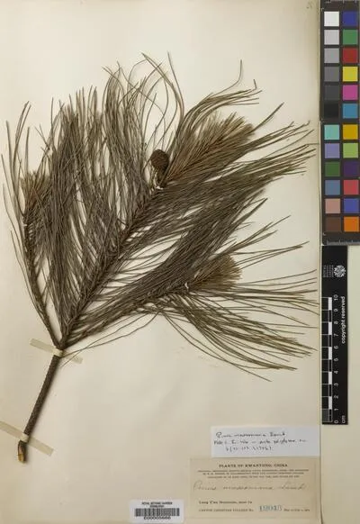 Pinus L. — تصویر رکورد یوروپیانا