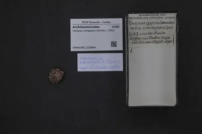 Heliacus variegatus (Gmelin, 1791) — تصویر رکورد یوروپیانا