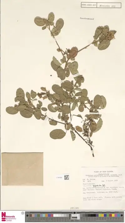 Desmodium gyroides (Roxb.) DC. — تصویر رکورد یوروپیانا