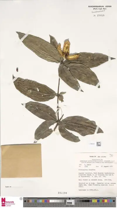 Pittosporum sinuatum Blume — تصویر رکورد یوروپیانا