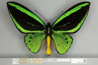 Ornithoptera priamus poseidon Doubleday, 1847 — تصویر رکورد یوروپیانا