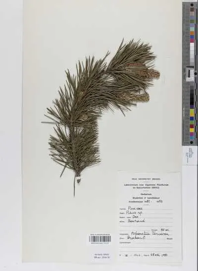 Pinus sp. — تصویر رکورد یوروپیانا