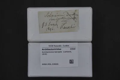 Architectonica laevigata (Lamarck, 1816) — تصویر رکورد یوروپیانا