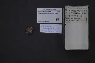 Heliacus variegatus (Gmelin, 1791) — تصویر رکورد یوروپیانا