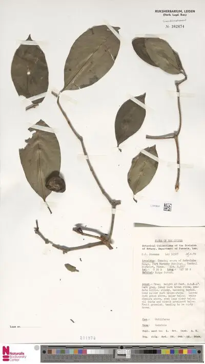 Garcinia — تصویر رکورد یوروپیانا