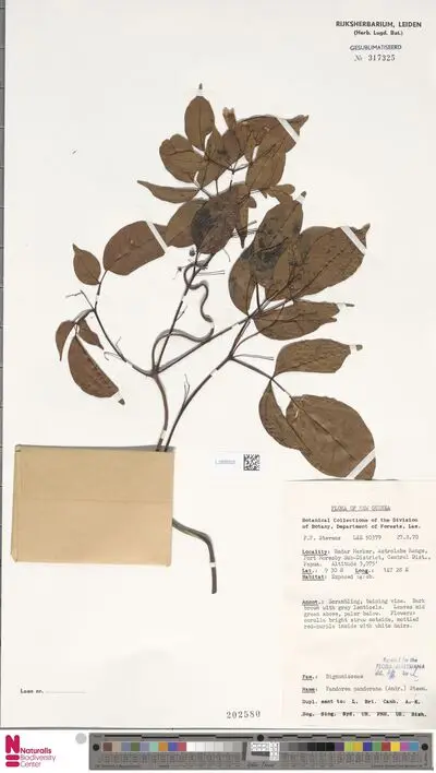 Pandorea pandorana (Andrews) Steenis — تصویر رکورد یوروپیانا