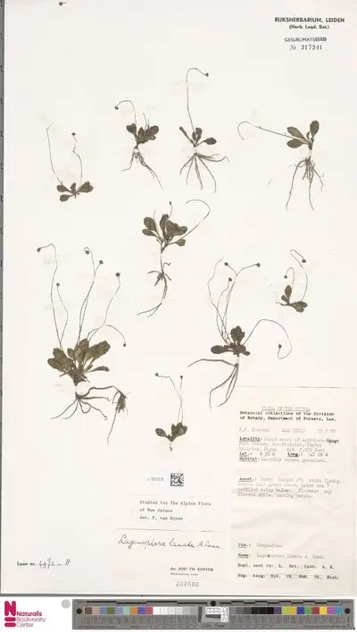 Lagenophora sublyrata (Cass.) A.R.Bean & Jian Wang ter — تصویر رکورد یوروپیانا