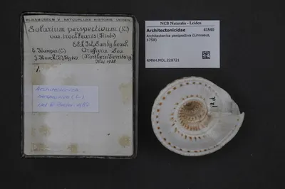 Architectonica perspectiva (Linnaeus, 1758) — تصویر رکورد یوروپیانا