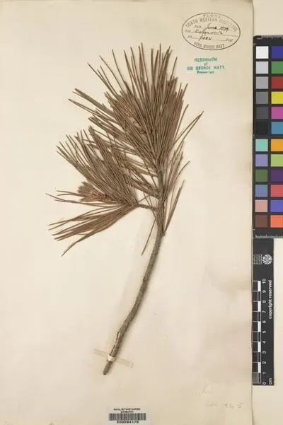 Pinus L. — تصویر رکورد یوروپیانا