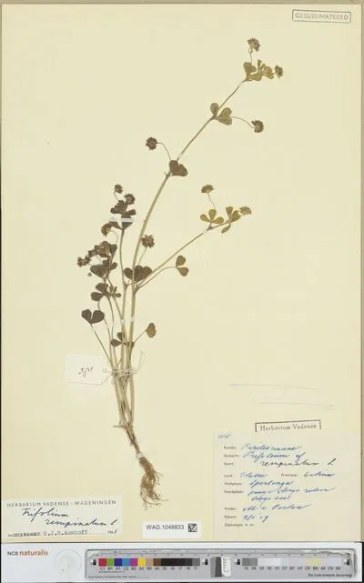 Trifolium resupinatum L. — تصویر رکورد یوروپیانا