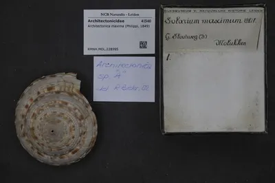 Architectonica maxima (Philippi, 1849) — تصویر رکورد یوروپیانا