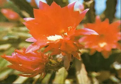 Floare de cactus — تصویر رکورد یوروپیانا