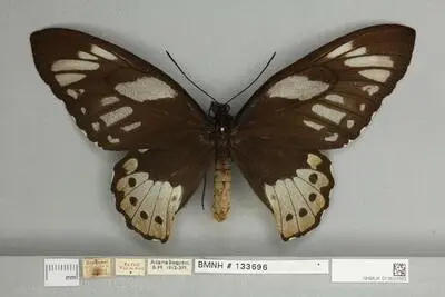 Ornithoptera priamus poseidon Doubleday, 1847 — تصویر رکورد یوروپیانا