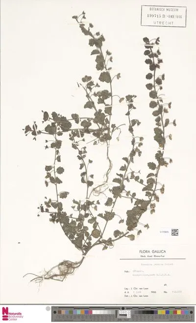 Veronica persica Poir. — تصویر رکورد یوروپیانا