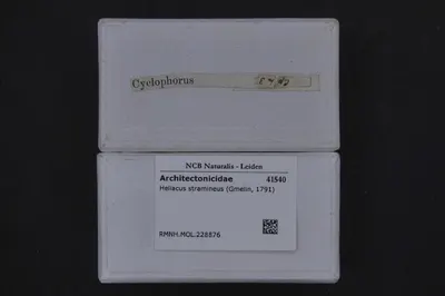 Heliacus stramineus (Gmelin, 1791) — تصویر رکورد یوروپیانا