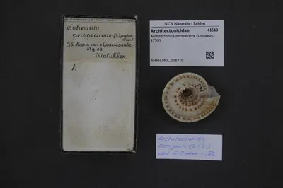 Architectonica perspectiva (Linnaeus, 1758) — تصویر رکورد یوروپیانا