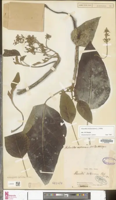 Aleurites moluccana (L.) Willd. — تصویر رکورد یوروپیانا