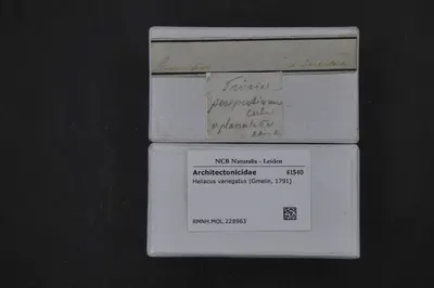 Heliacus variegatus (Gmelin, 1791) — تصویر رکورد یوروپیانا