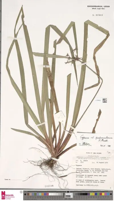 Cyperus pedunculosus F.Muell. — تصویر رکورد یوروپیانا