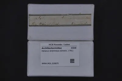 Heliacus stramineus (Gmelin, 1791) — تصویر رکورد یوروپیانا